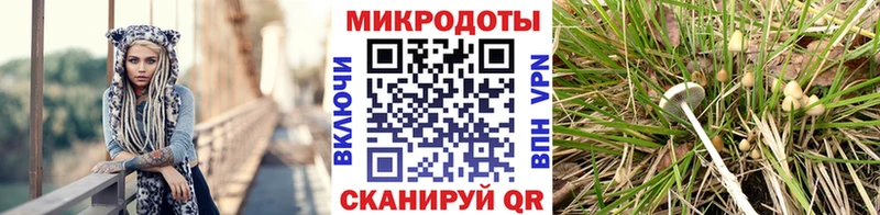 Галлюциногенные грибы Psilocybe Наволоки
